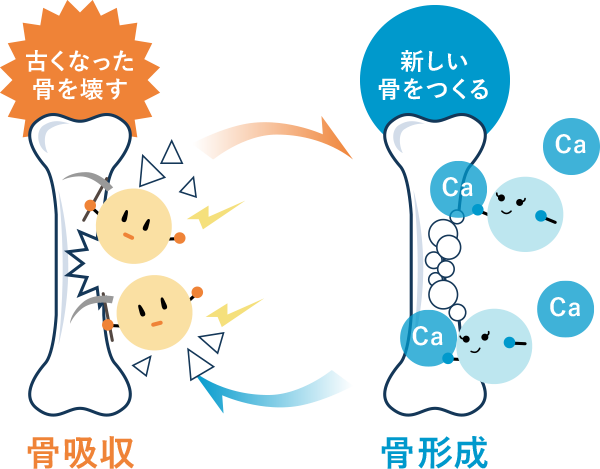 骨吸収と骨形成