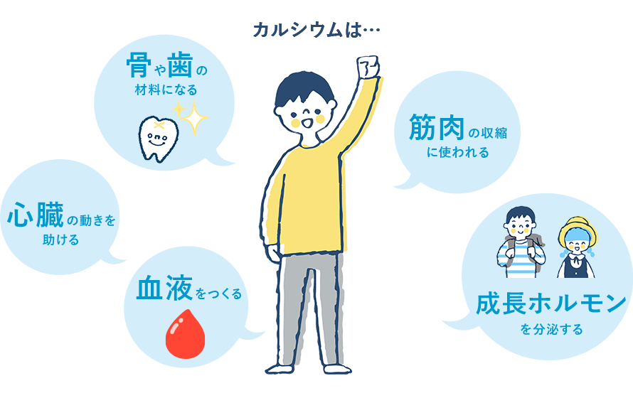 カルシウムのはたらき