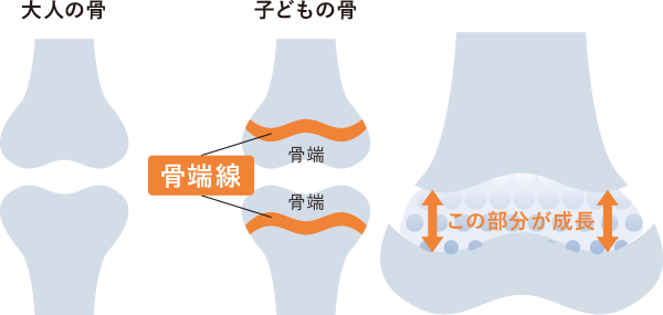 子供の骨の成長のしくみ