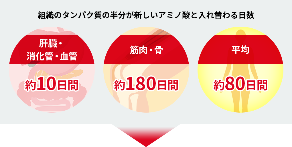 組織のタンパク質の半分が新しいアミノ酸と入れ替わる日数　肝臓・消化管・血管：約10日間　筋肉・骨：約180日間　平均：約80日間